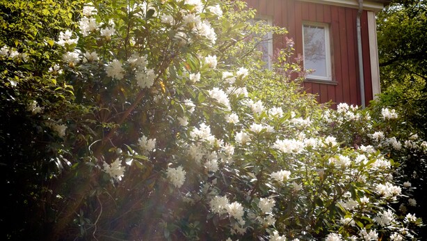 Een huis met een rode gevel, omgeven door weelderige begroeiing en bloeiende witte bloemen.