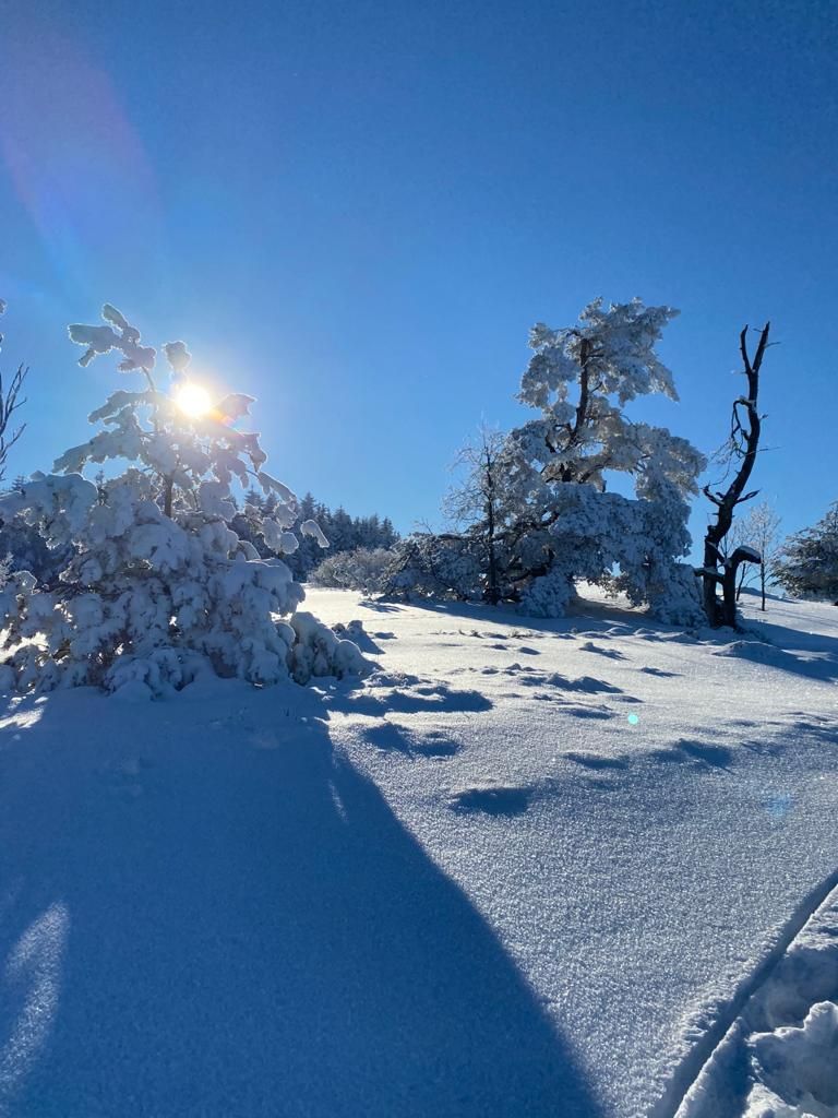 Un paisaje nevado con árboles y cielo despejado.