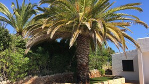 A pool area with palm trees and a stone wall.