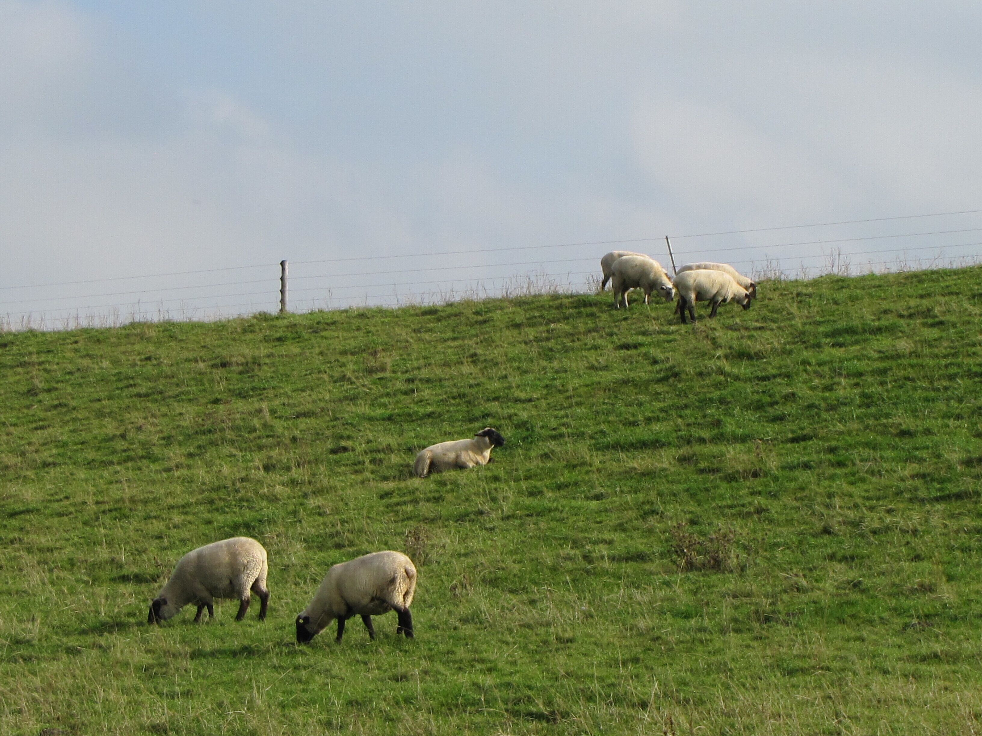 Une colline herbeuse où plusieurs moutons paissent.
