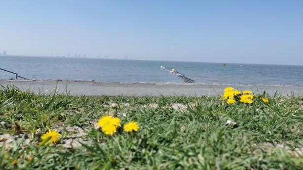 A beach with yellow flowers in the foreground and a clear blue sky.