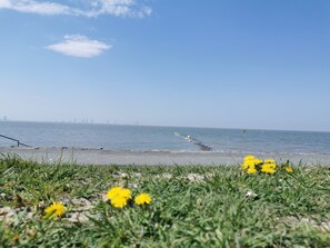 Una playa con flores amarillas en primer plano y un cielo azul despejado.