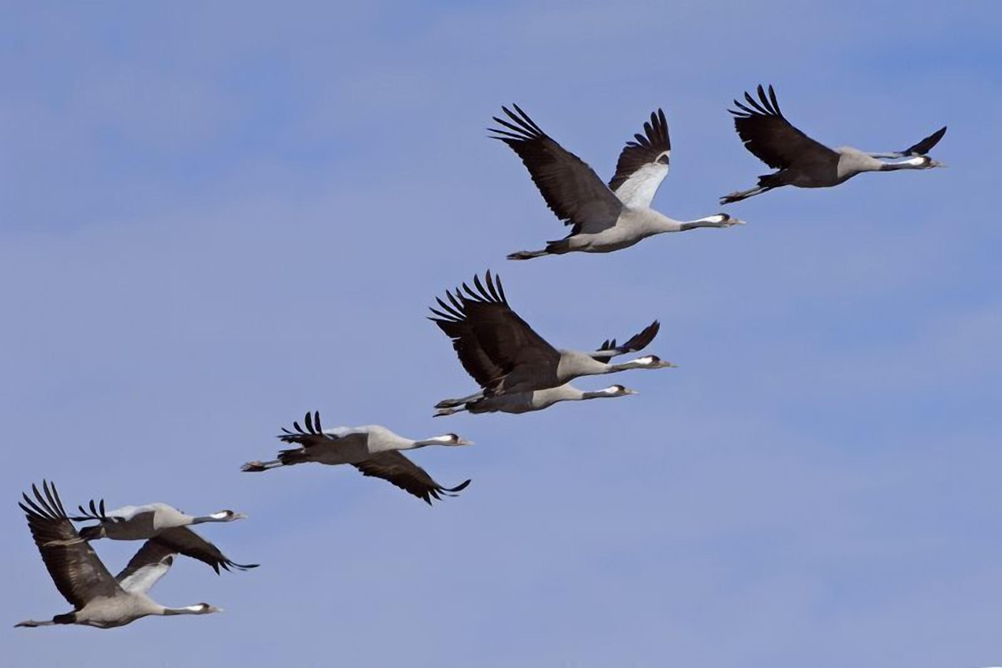Un gruppo di uccelli vola in formazione contro un cielo sereno.