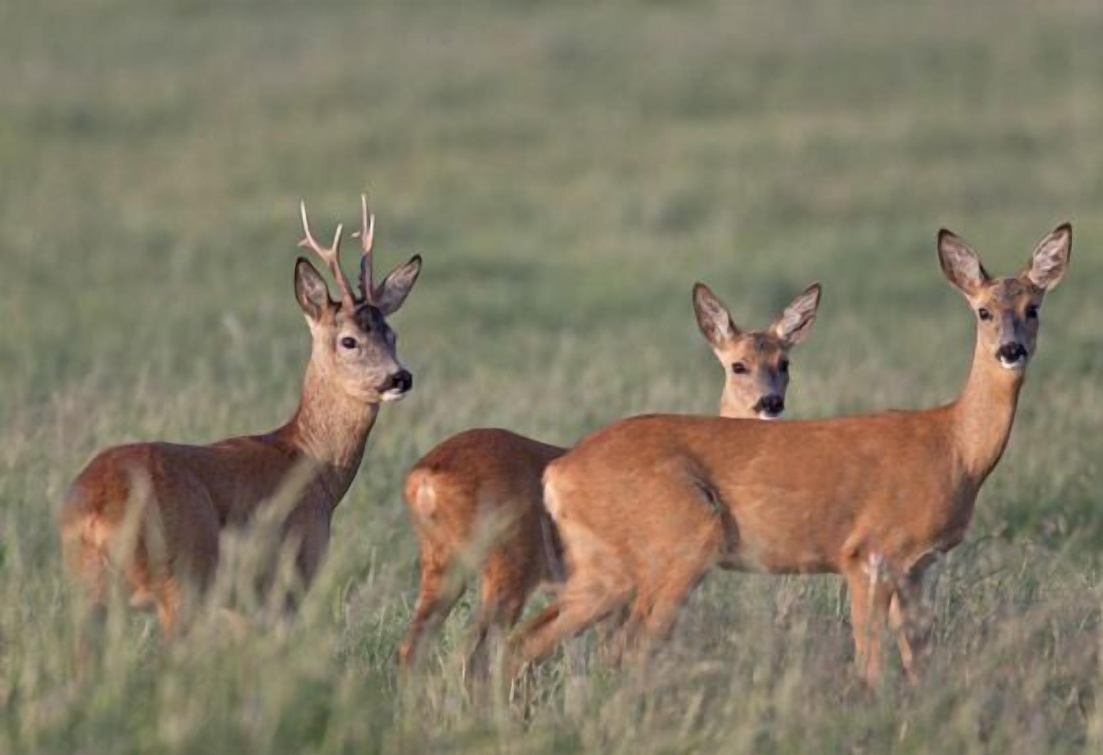 Three deer in a grassy field.