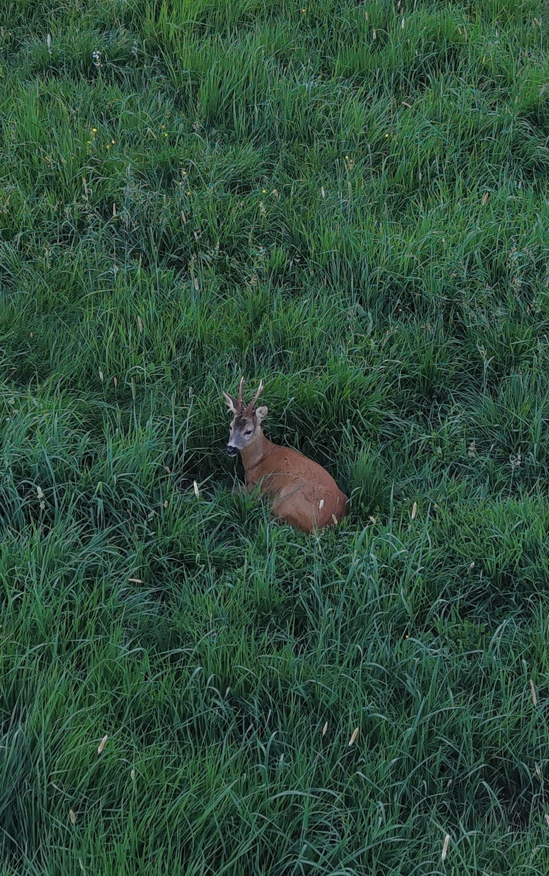 Een hert ligt in een grasveld.