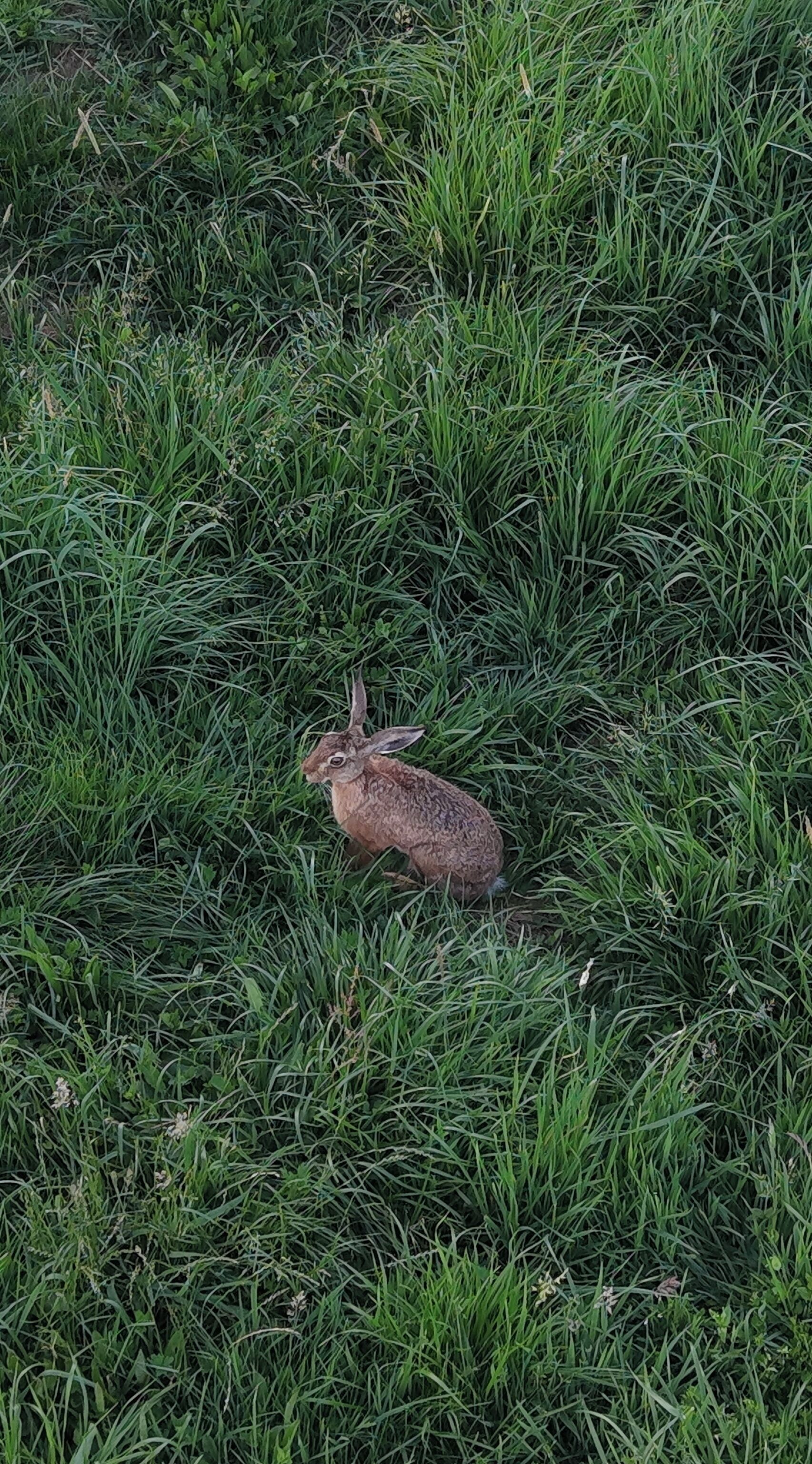 A rabbit in a grassy area.