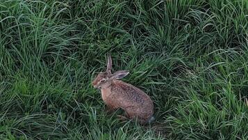 A rabbit in a grassy area.