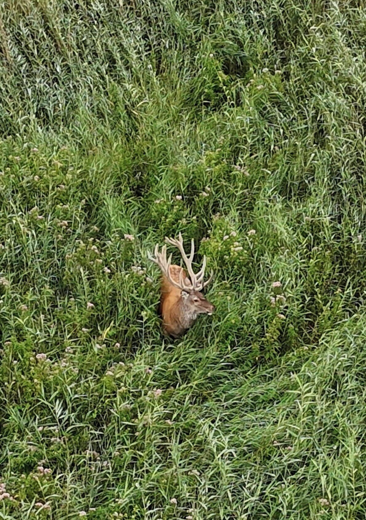 Un cerf avec des bois, dans une zone herbeuse.