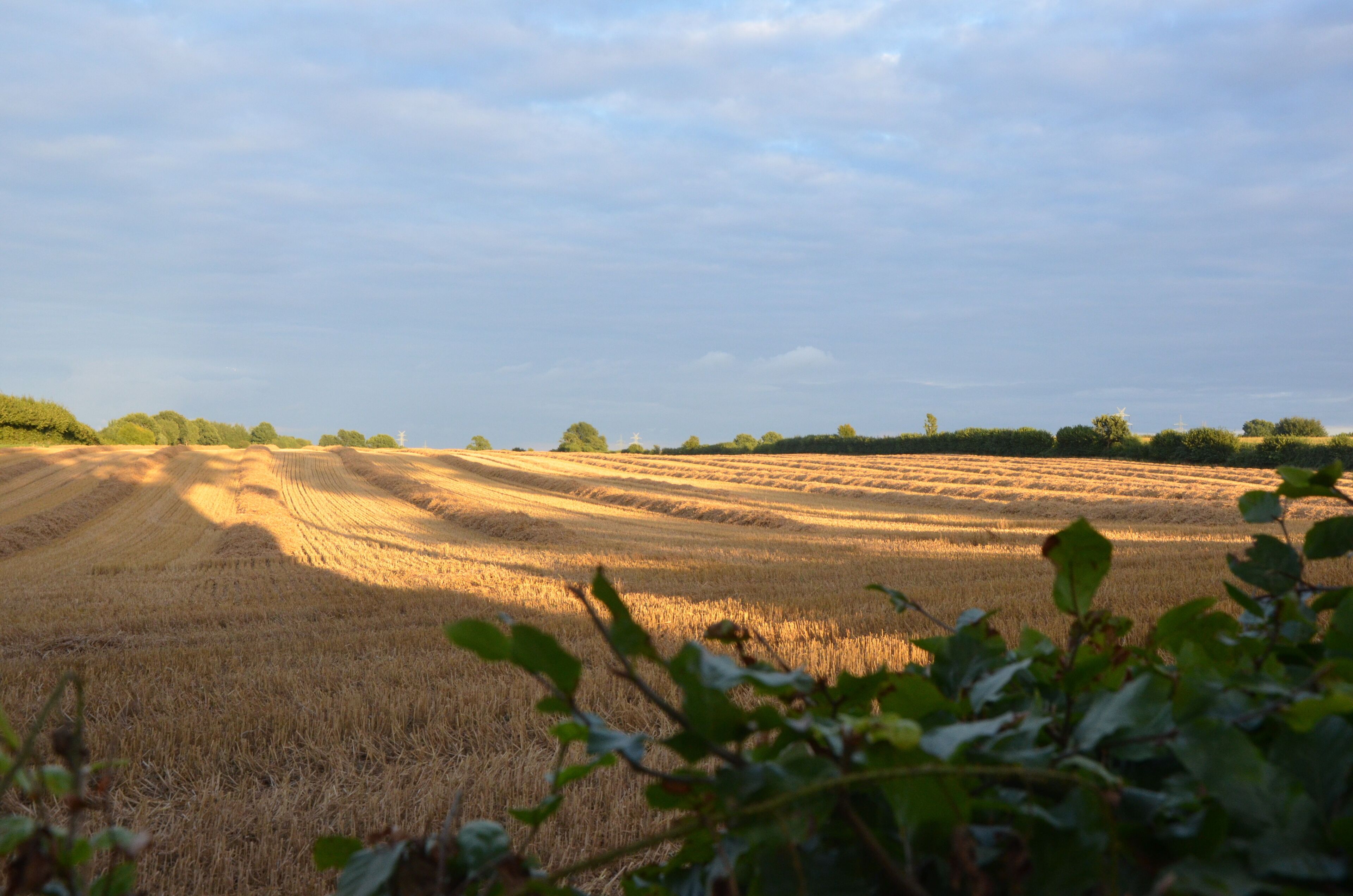 A field with rows of crops under a clear sky.