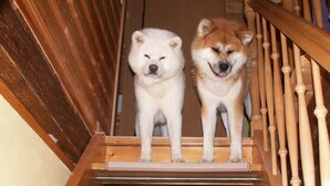 Two dogs on a wooden staircase with a wooden railing. - Comfortable summer cottage in a beautiful surrounding (Marienberg)