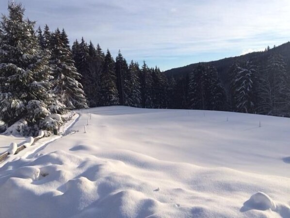 A snowy landscape with a clear path, surrounded by evergreen trees.