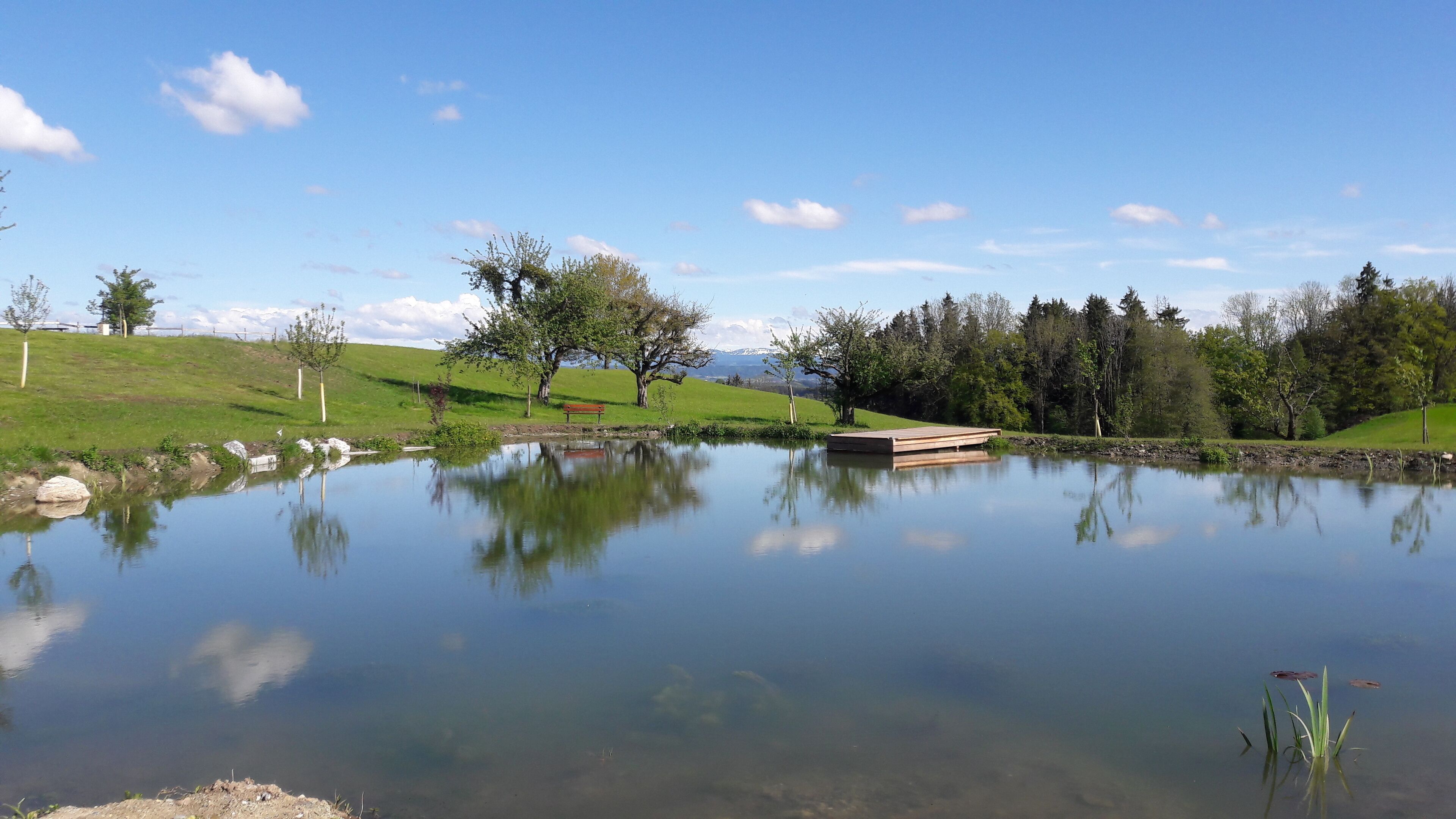 Un lac paisible avec un quai en bois, entouré d’une végétation luxuriante et d’arbres.