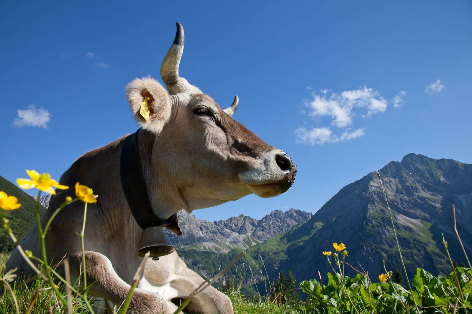 Una vaca en un paisaje montañoso con cielos despejados.