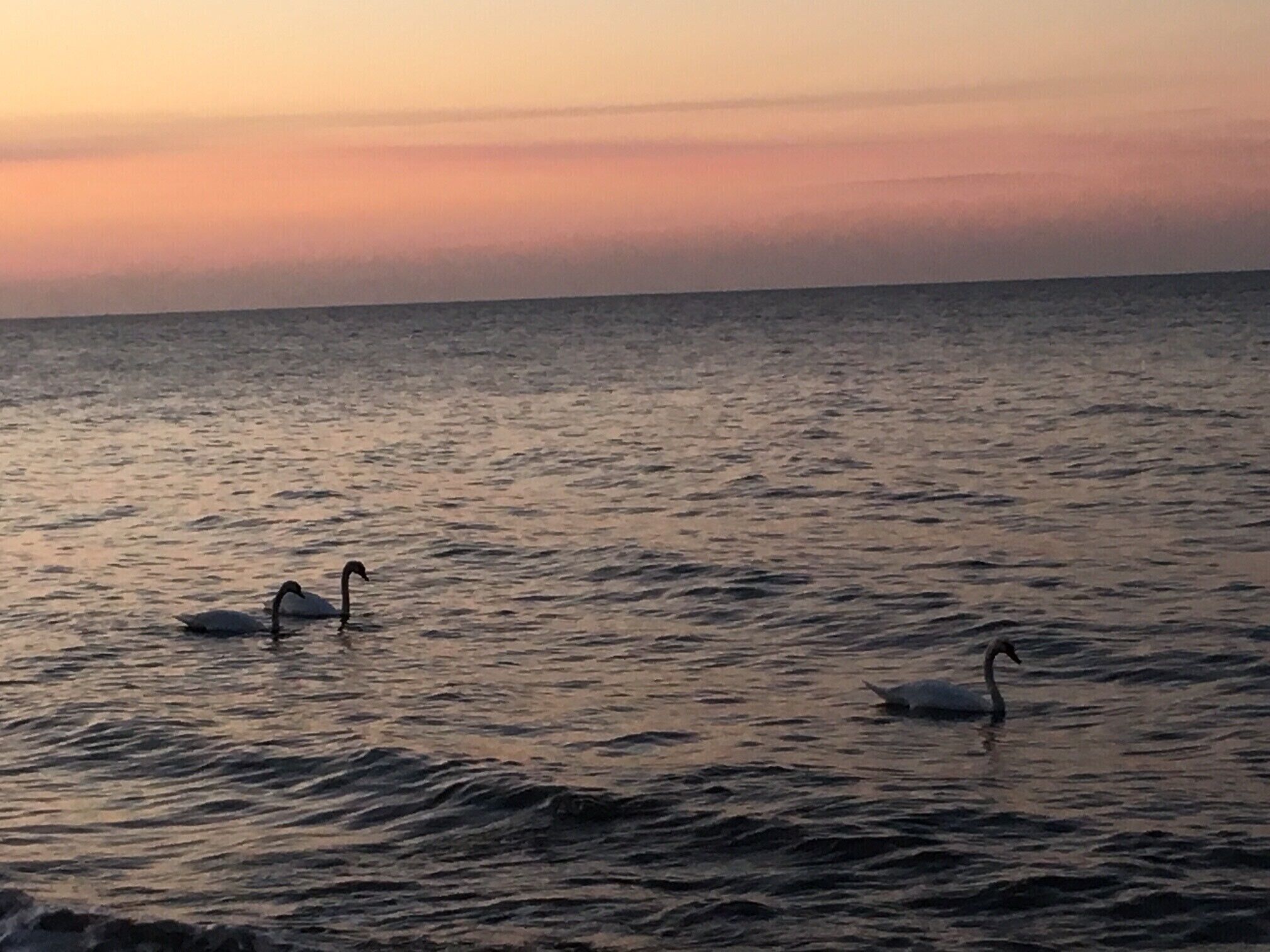 A calm body of water with swans swimming.