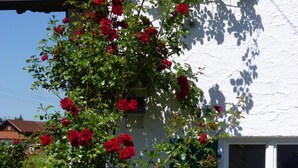 Ein weißes Haus mit grünem Fensterrahmen, umgeben von üppiger Vegetation und blühenden Blumen.