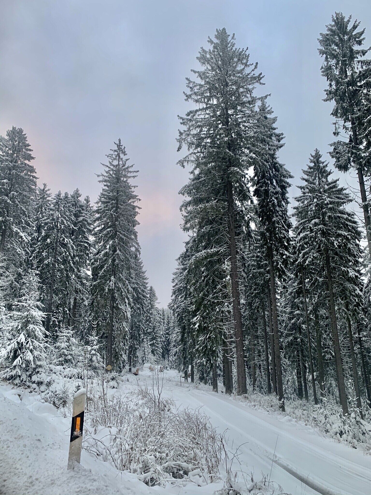 Un camino cubierto de nieve a través de un bosque de árboles de hoja perenne.