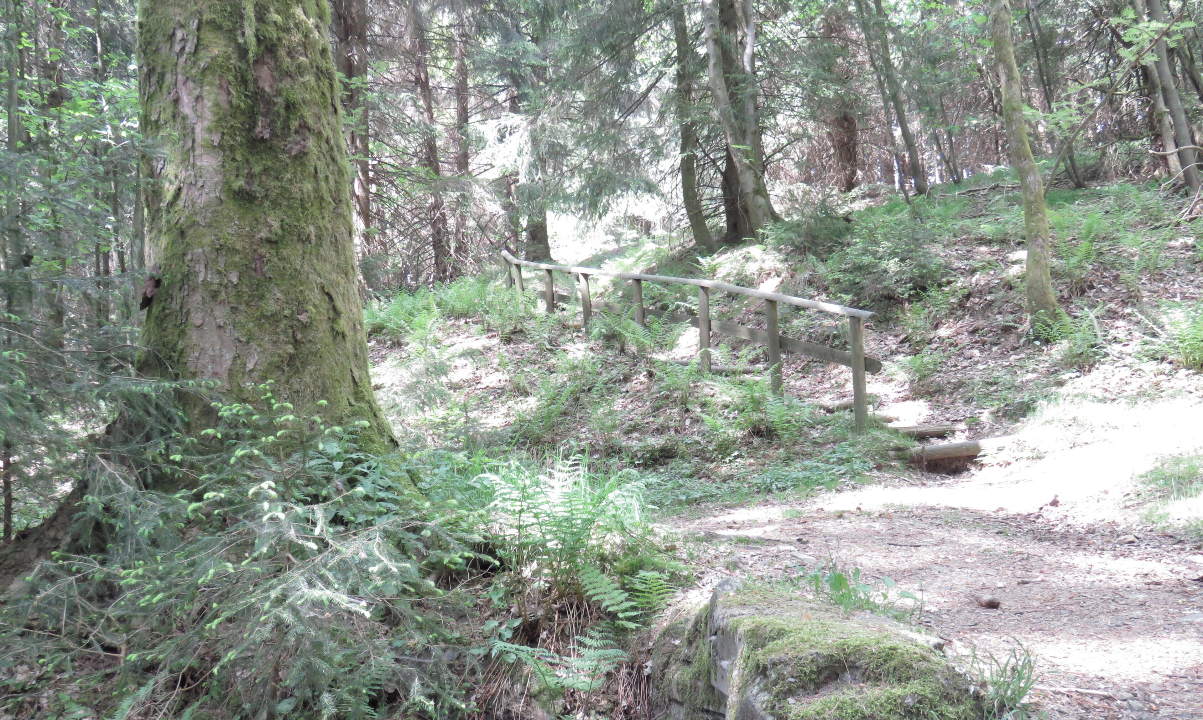 Une zone boisée avec un sentier de terre, un pont en bois et une indication de la date.