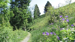 Ein Kiesweg, umgeben von üppigem Grün und violetten Blüten.