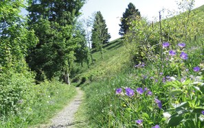 Un sendero de grava rodeado de abundante follaje y flores púrpuras.
