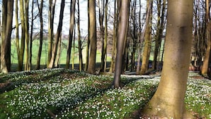 Une forêt avec des arbres et un sol recouvert de fleurs blanches.