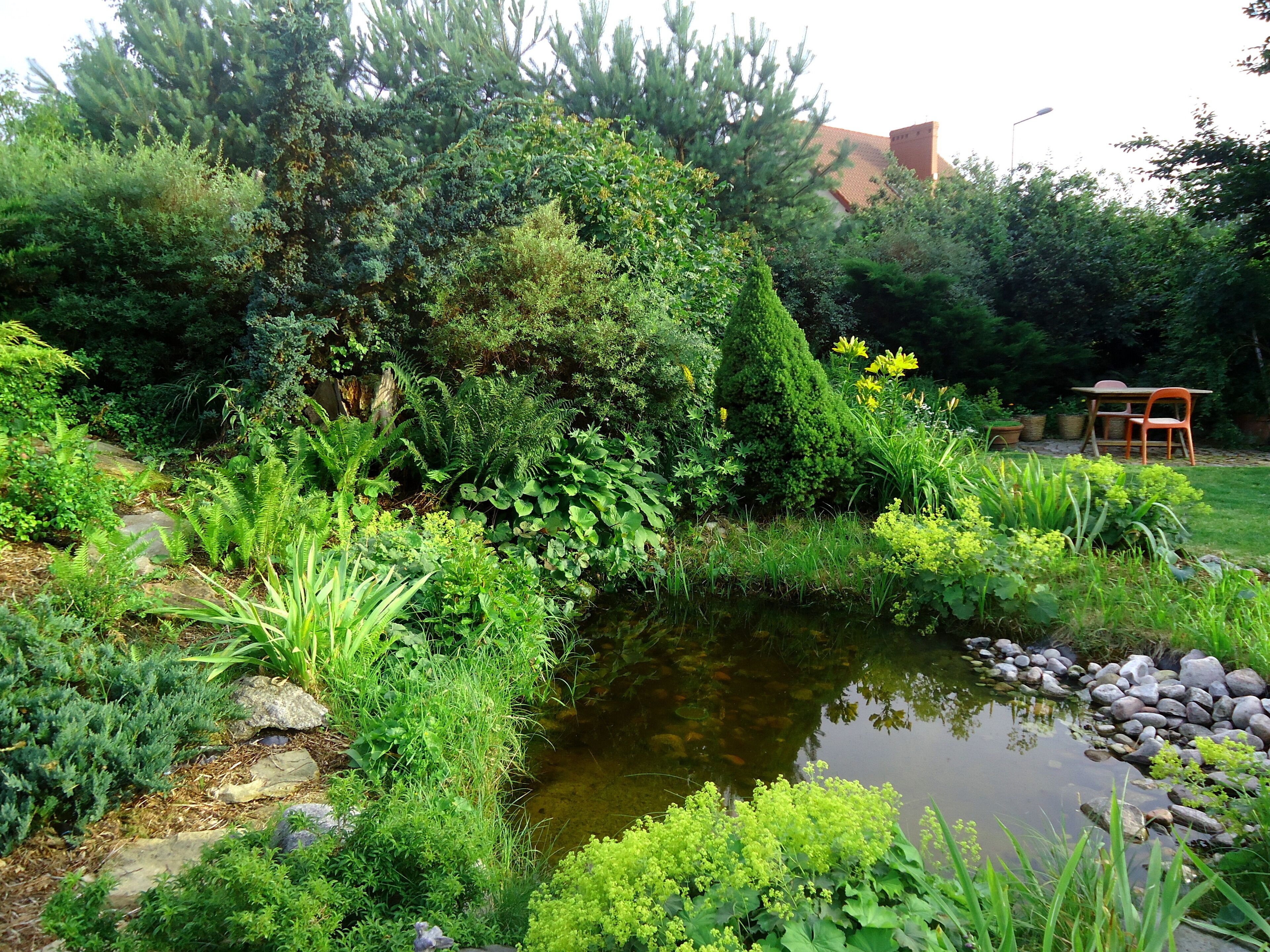 A garden with a pond, various plants, and a table with chairs.