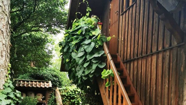 Una escalera de madera que lleva a un edificio de madera, rodeado de vegetación exuberante y un camino empedrado.