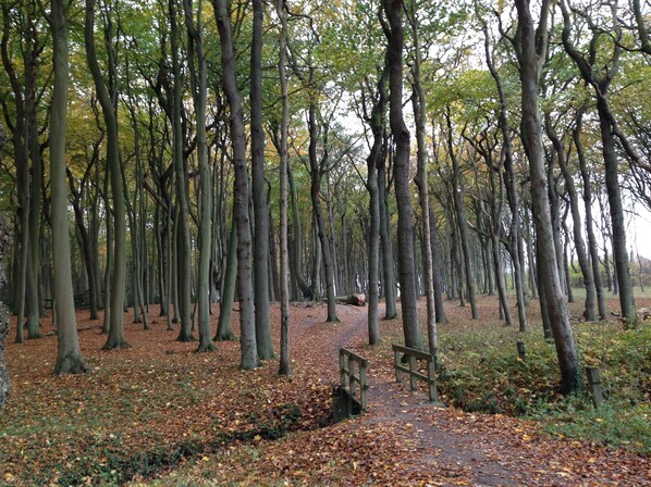 A forest path with a wooden bench and a small bridge.
