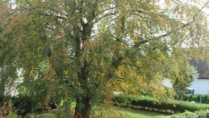 Un giardino con un grande albero, prato curato e area pavimentata.