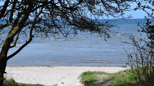 A beach with a sandy shore, a tree in the foreground, and a calm sea in the background.