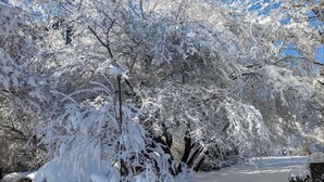 A snow-covered garden with trees and a blue planter.