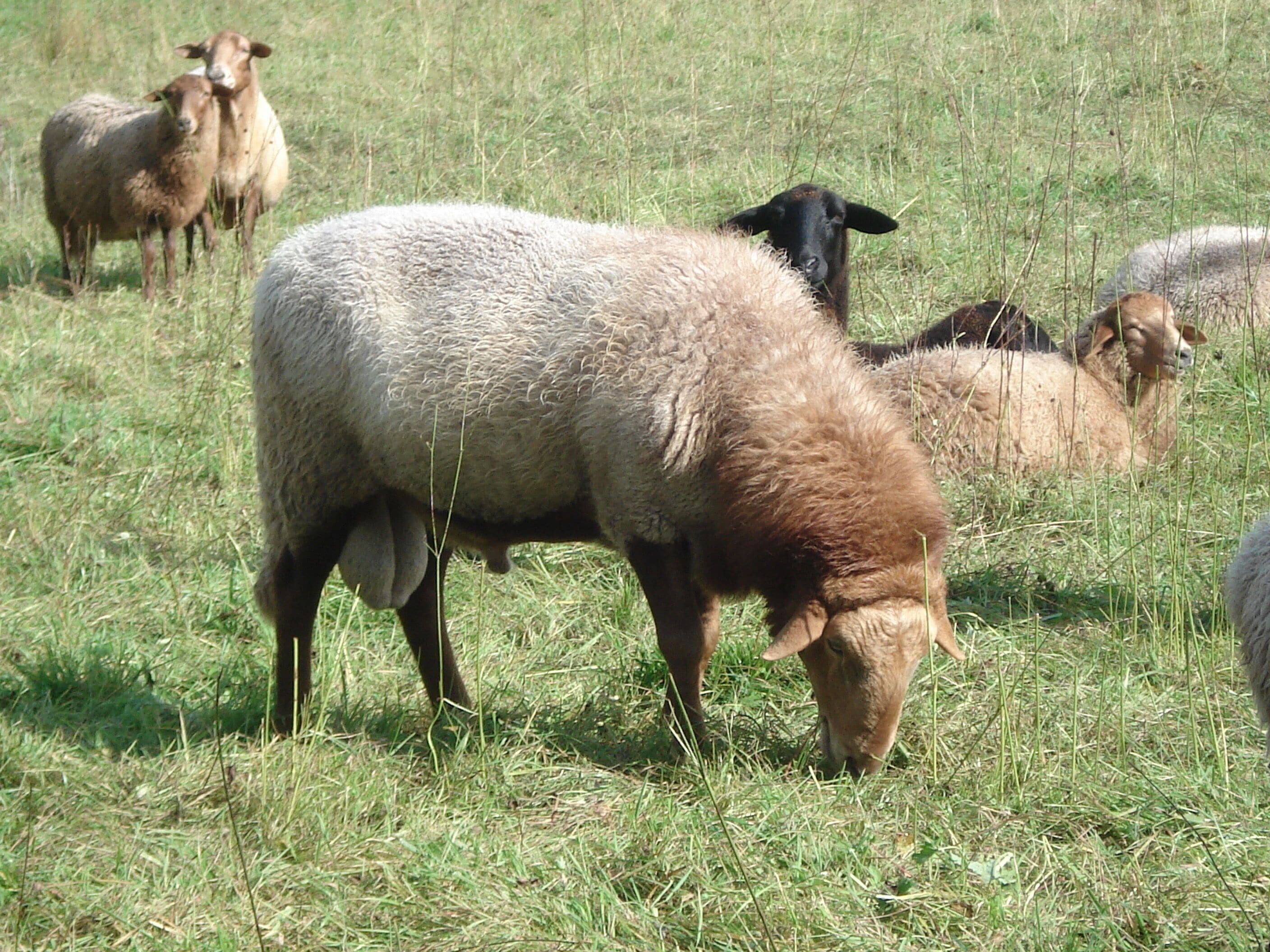 Un troupeau de moutons paît dans un champ herbeux.
