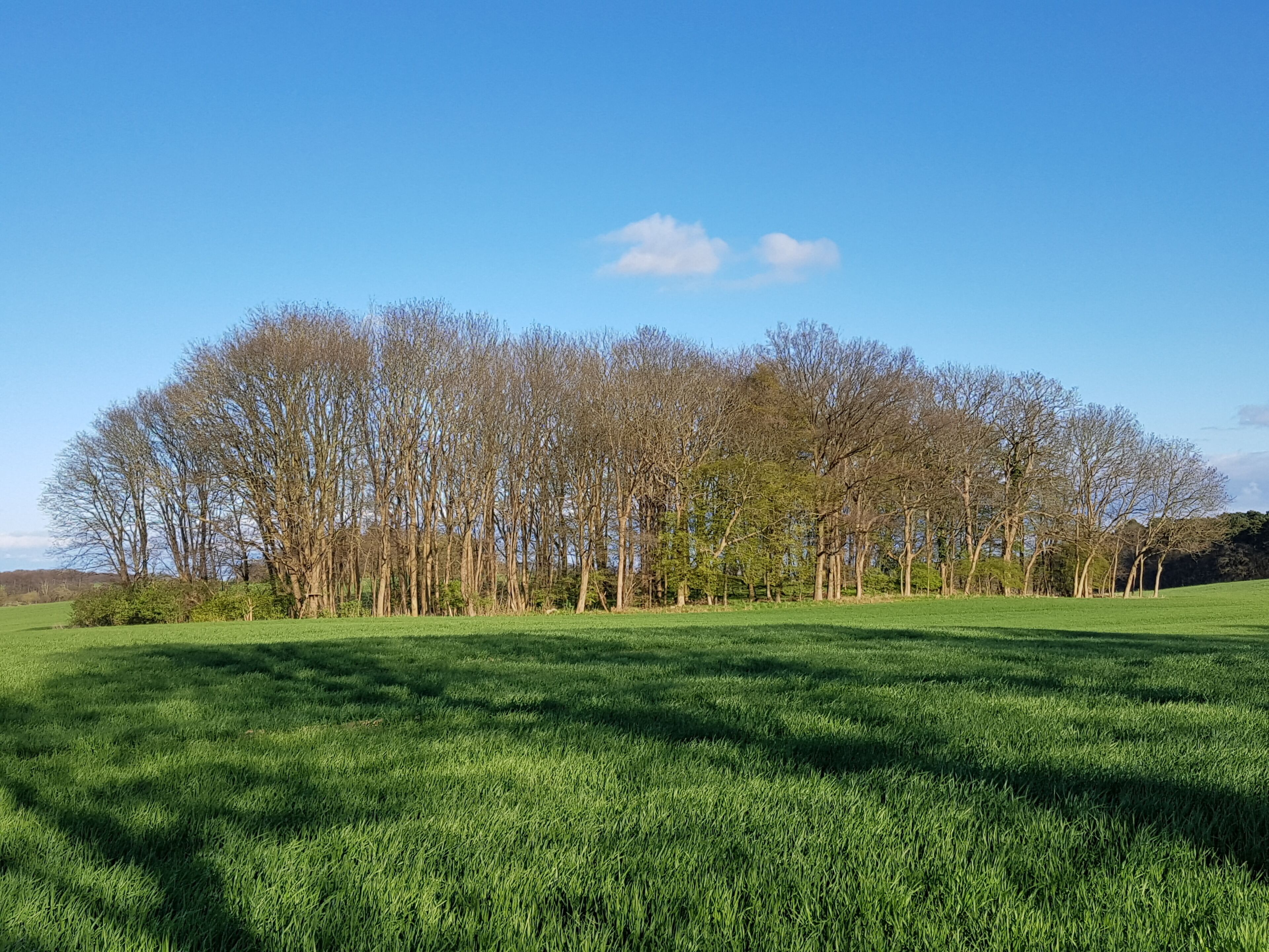 A field with a line of trees in the background.