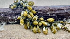 Un tronco su una spiaggia sabbiosa con alghe verdi ad esso attaccate.