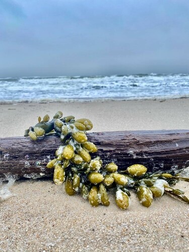 Omakotitalo loma 2 kerroksessa - 130 metrin päässä rannasta
