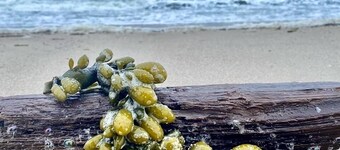 Detached House holiday on 2 floors - 130 meters from the beach