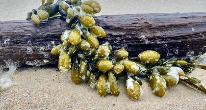 Omakotitalo loma 2 kerroksessa - 130 metrin päässä rannasta