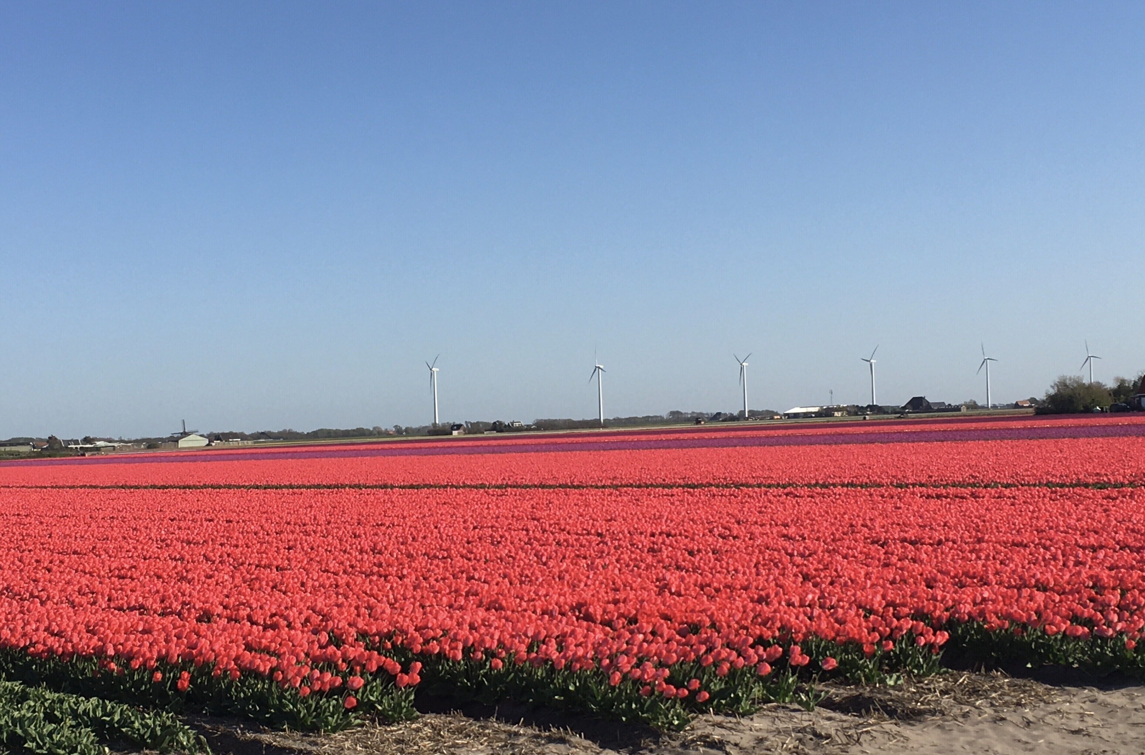 A field of red tulips under a clear sky with wind turbines in the background.