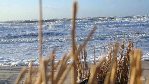 A beach with waves and seaweed in the foreground.