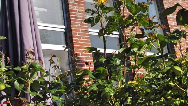 A building with large windows, brick walls, and a clear blue sky. - Studio apartment in restored captain's house with a panoramic view of the port (Krummhörn)