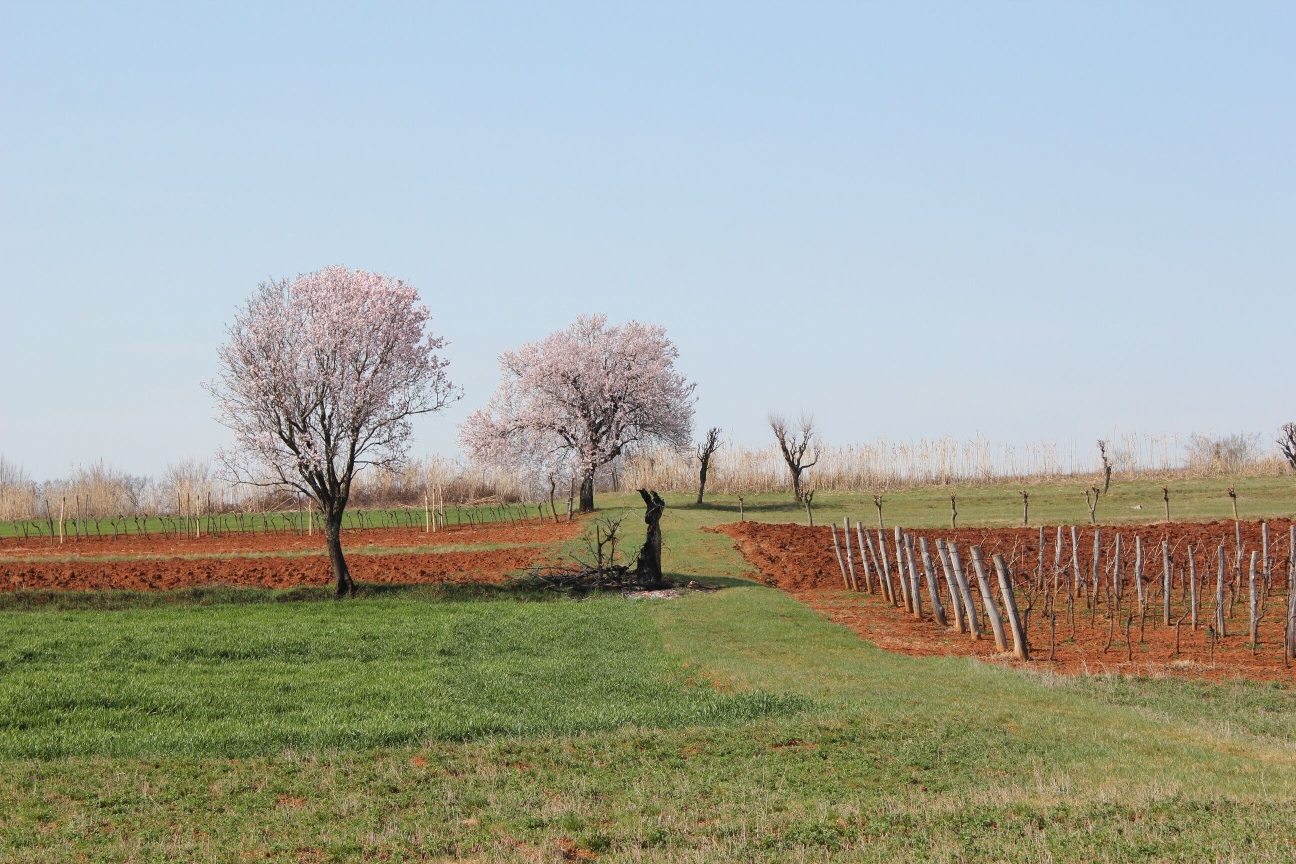 Un vignoble avec des rangées de vignes et des cerisiers en fleurs.