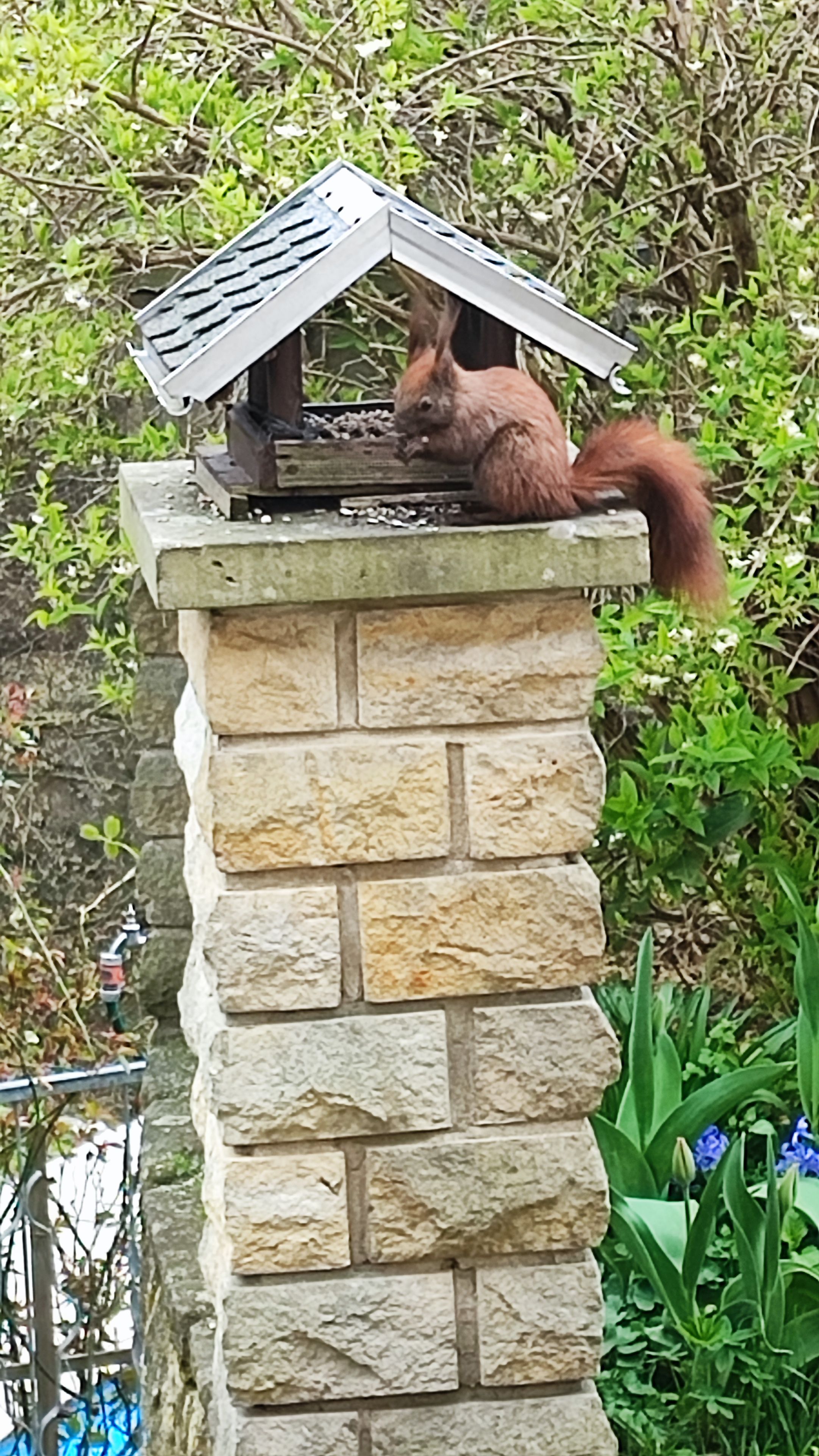 A squirrel on a birdhouse attached to a stone wall.