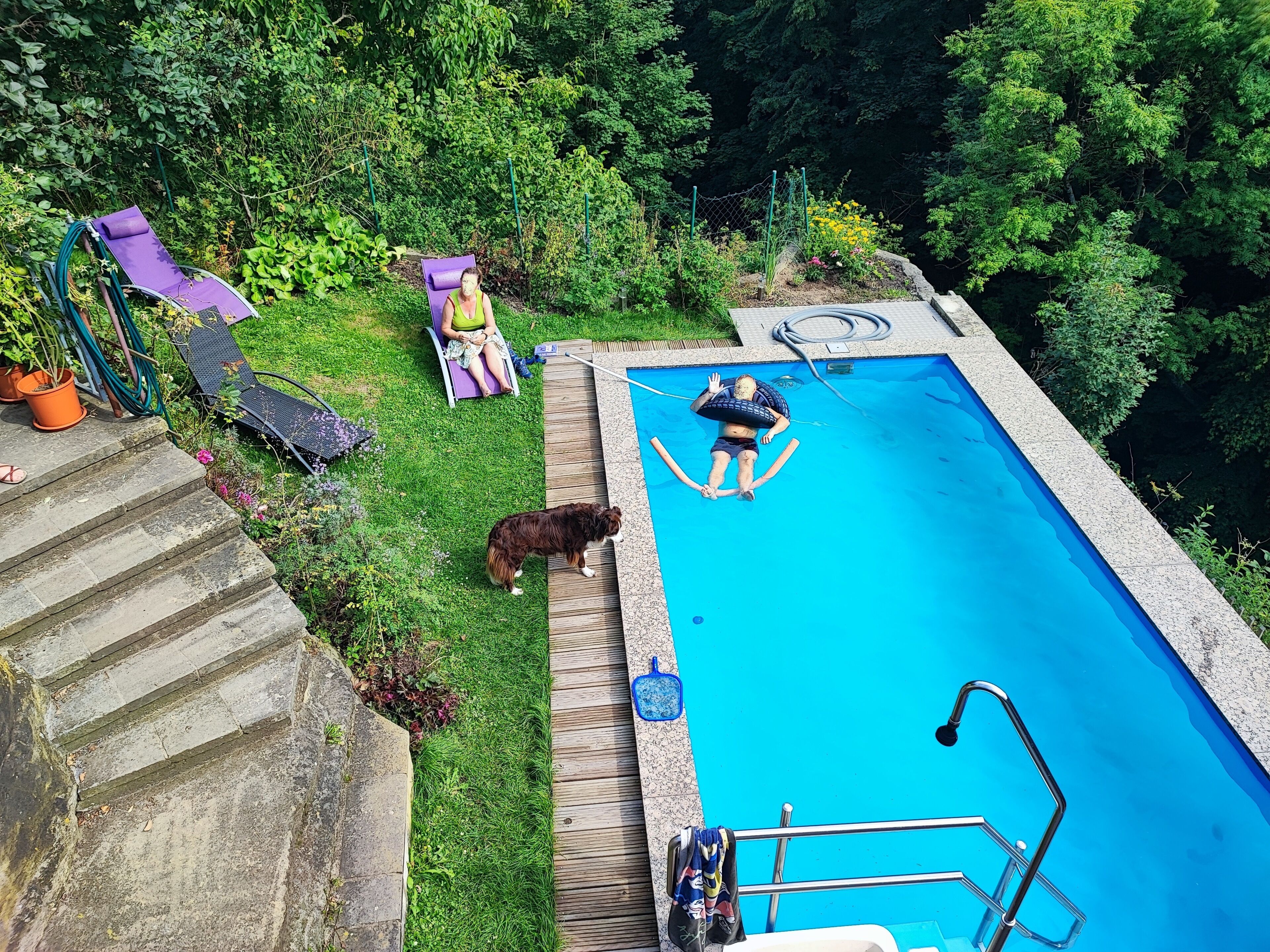 En baghave med swimmingpool, en hund og en person i poolen.