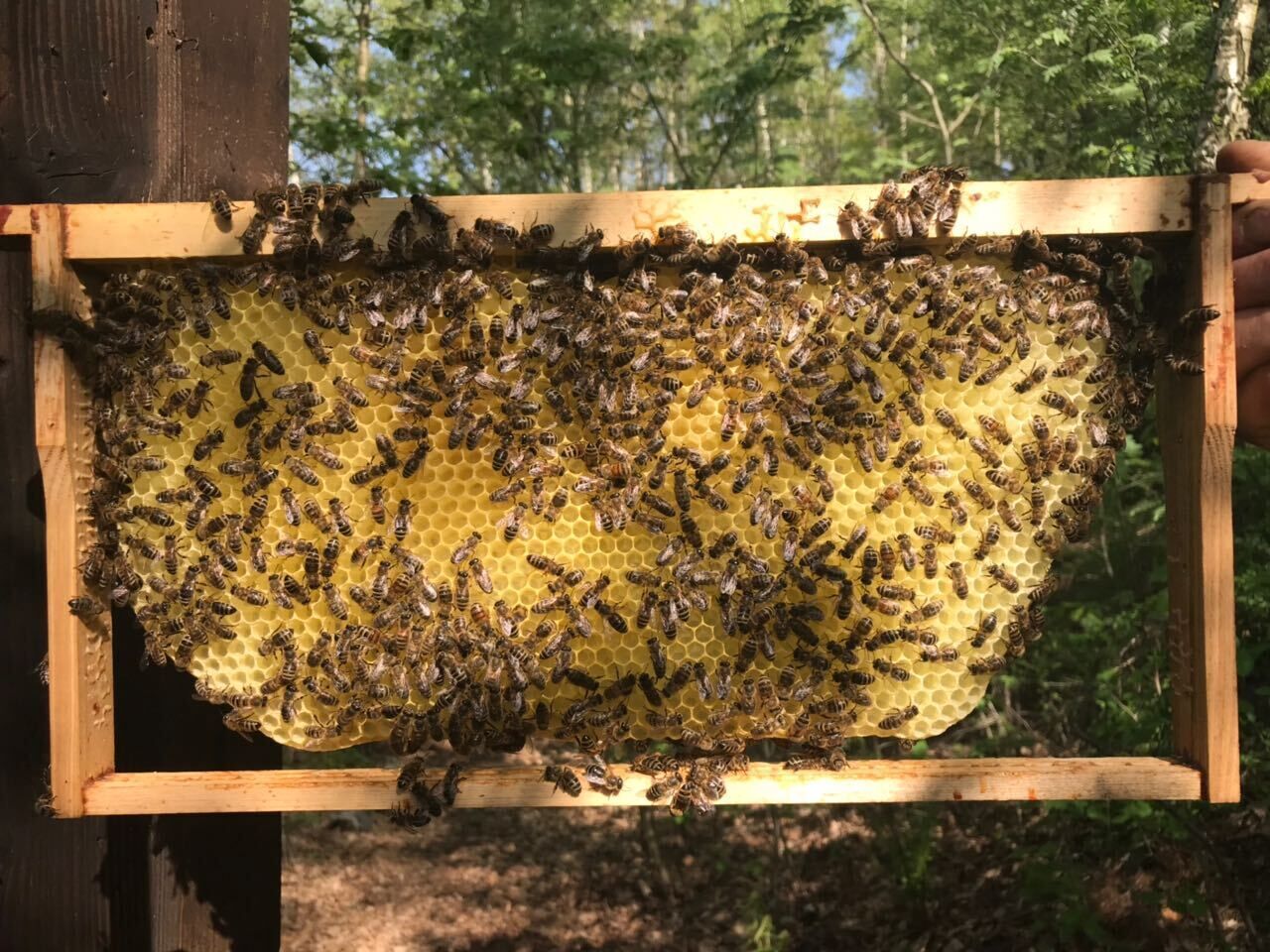 A wooden beehive frame filled with bees on a honeycomb.