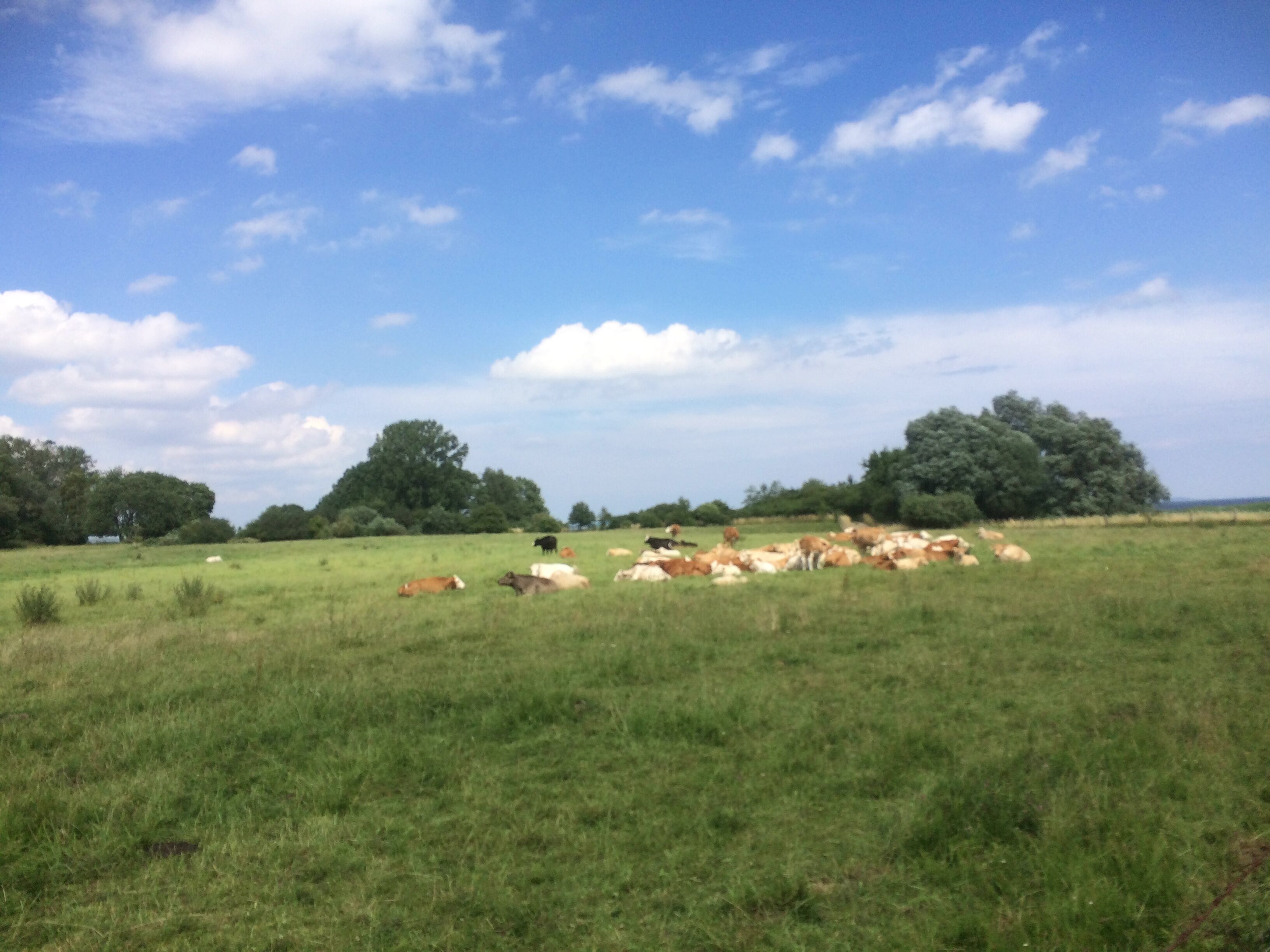 A grassy field with cows grazing under a clear sky.