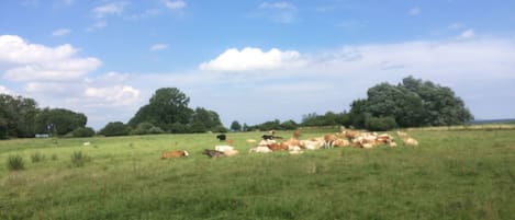 A grassy field with cows grazing under a clear sky.