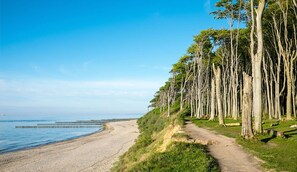A coastal path with a beach and a forest of tall trees.