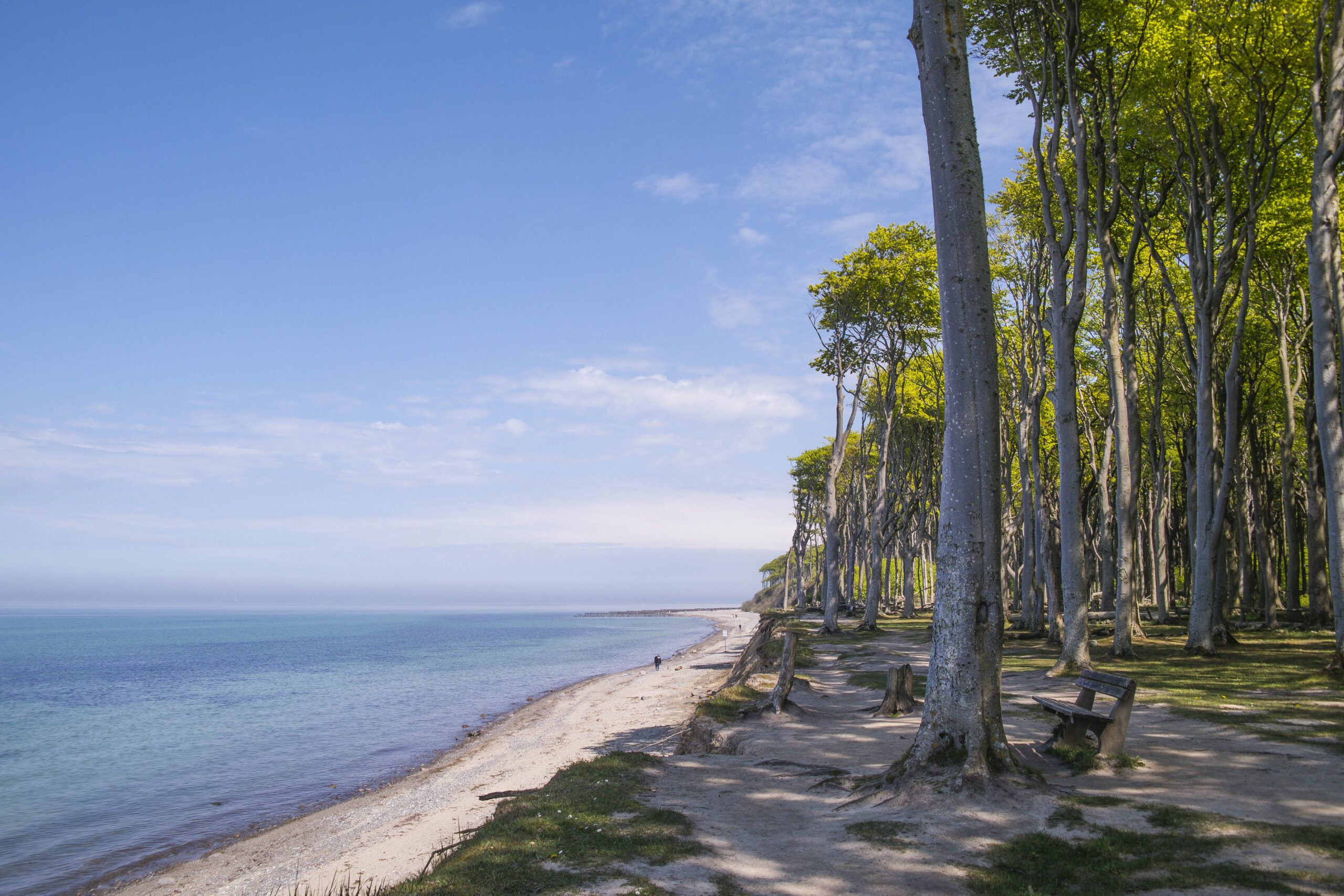 A beach with a sandy path, trees, and a bench.
