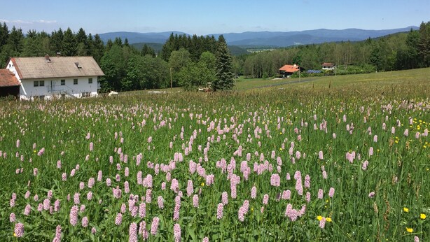 A field of flowers with a house in the foreground and mountains in the background. - Newly renovated apartment f. d. high standards in an idyllic secluded location (Zachenberg)