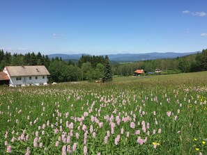 Un champ de fleurs avec une maison au premier plan et des montagnes en arrière-plan.