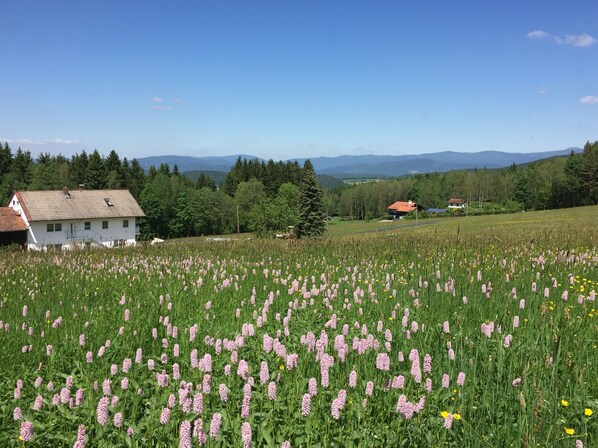 Property grounds - Newly renovated apartment f. d. high standards in an idyllic secluded location (Zachenberg)